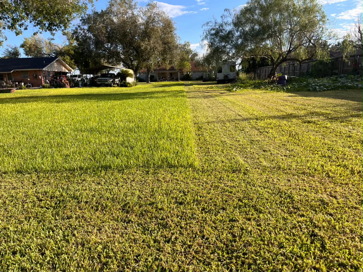 A large residential lawn freshly mown with clean mow lines.