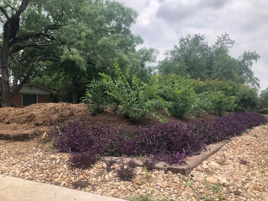 A mulched bed with a purple ground-cover border and natural stone edging.