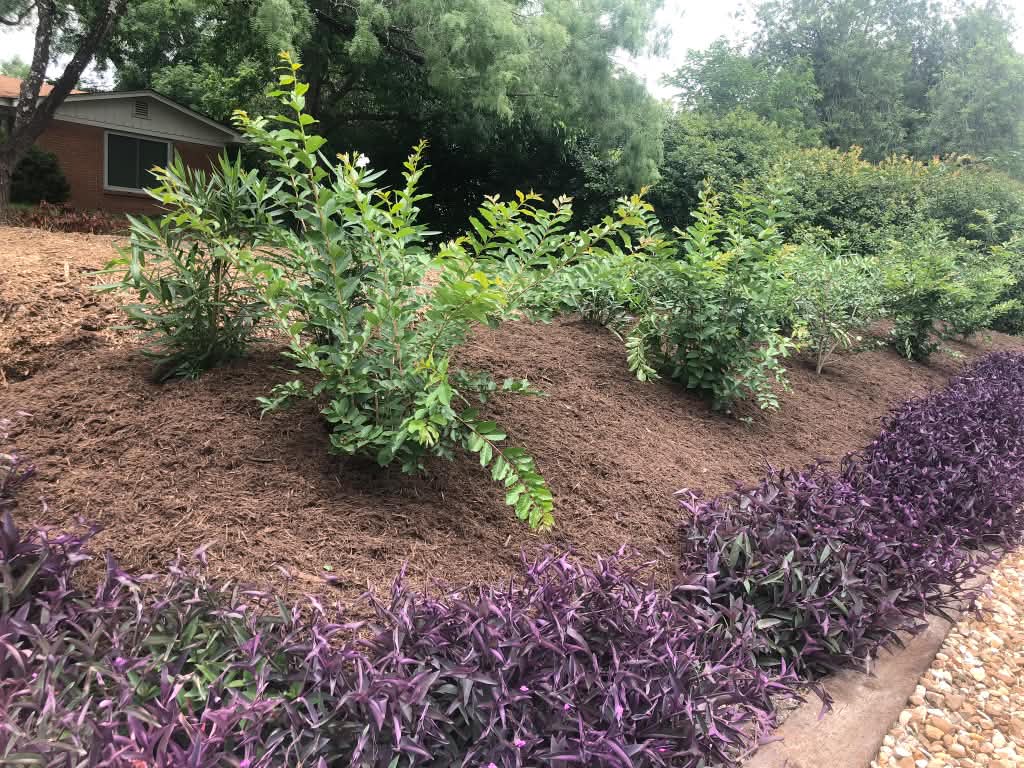 Young shrubs in fresh mulch with a drought-tolerant purple border.