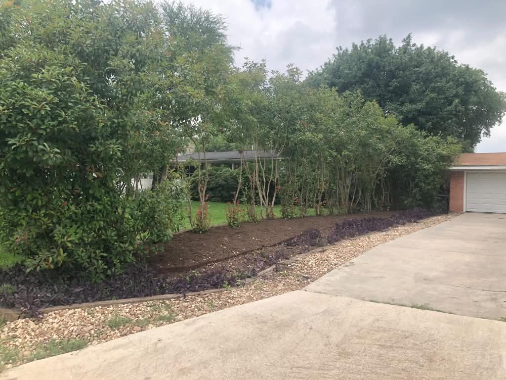 A cleared and replanted border running alongside a driveway.