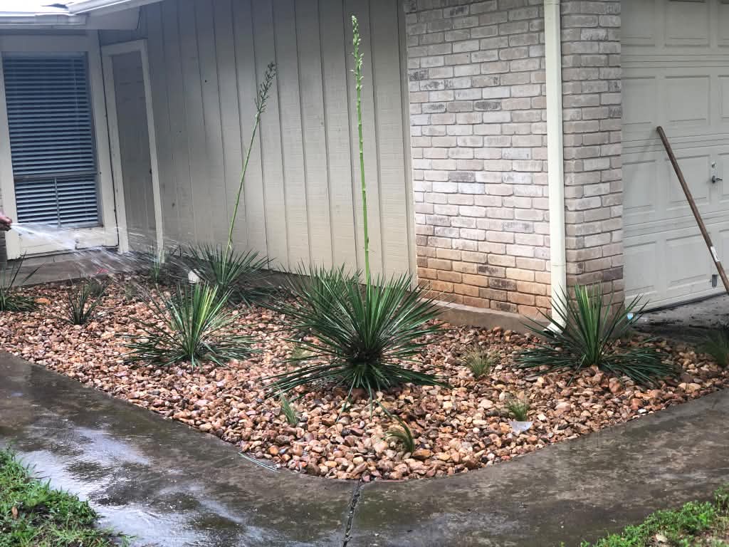 A rock bed with yucca plants along a house foundation.